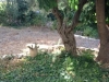 garden1